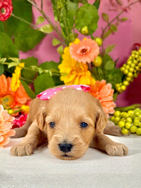 “Daisy” ~ Cheyenne Pink Dot