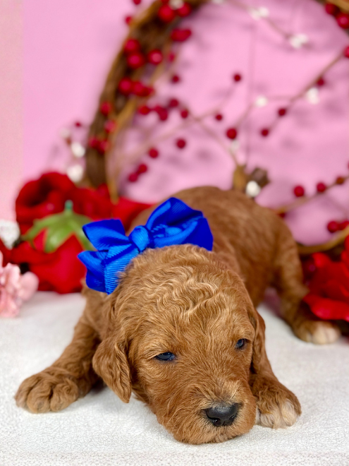 “Archie” ~ Fifi Blue