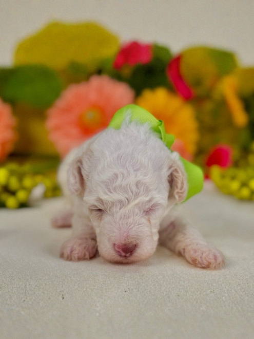 “Gus” ~ Livie Green