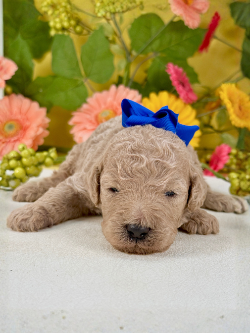 “Teddy” ~ Simone Blue