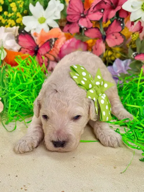 “Albie” ~ Mango Green Dot