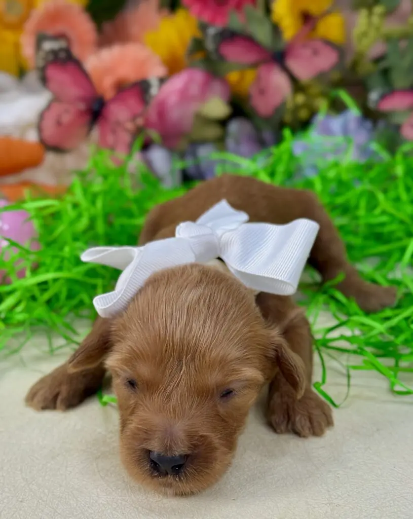 “Cherry” ~ Merlot White