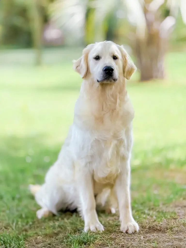 Parents – English Golden Retrievers Ladies