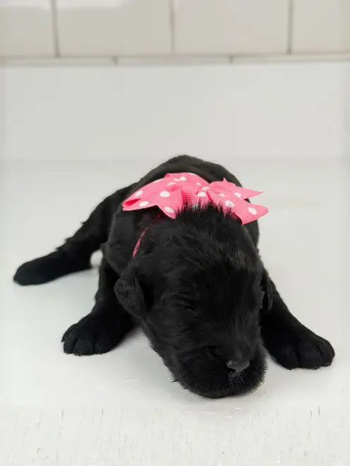 “Betsy” ~ Prada Pink Dot