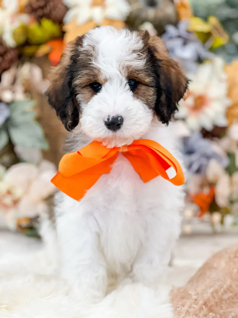 “Freddie” ~ Faryn Orange