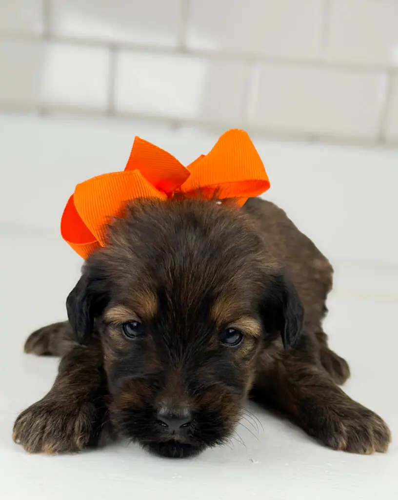 “Alfie” ~ Naomi Orange