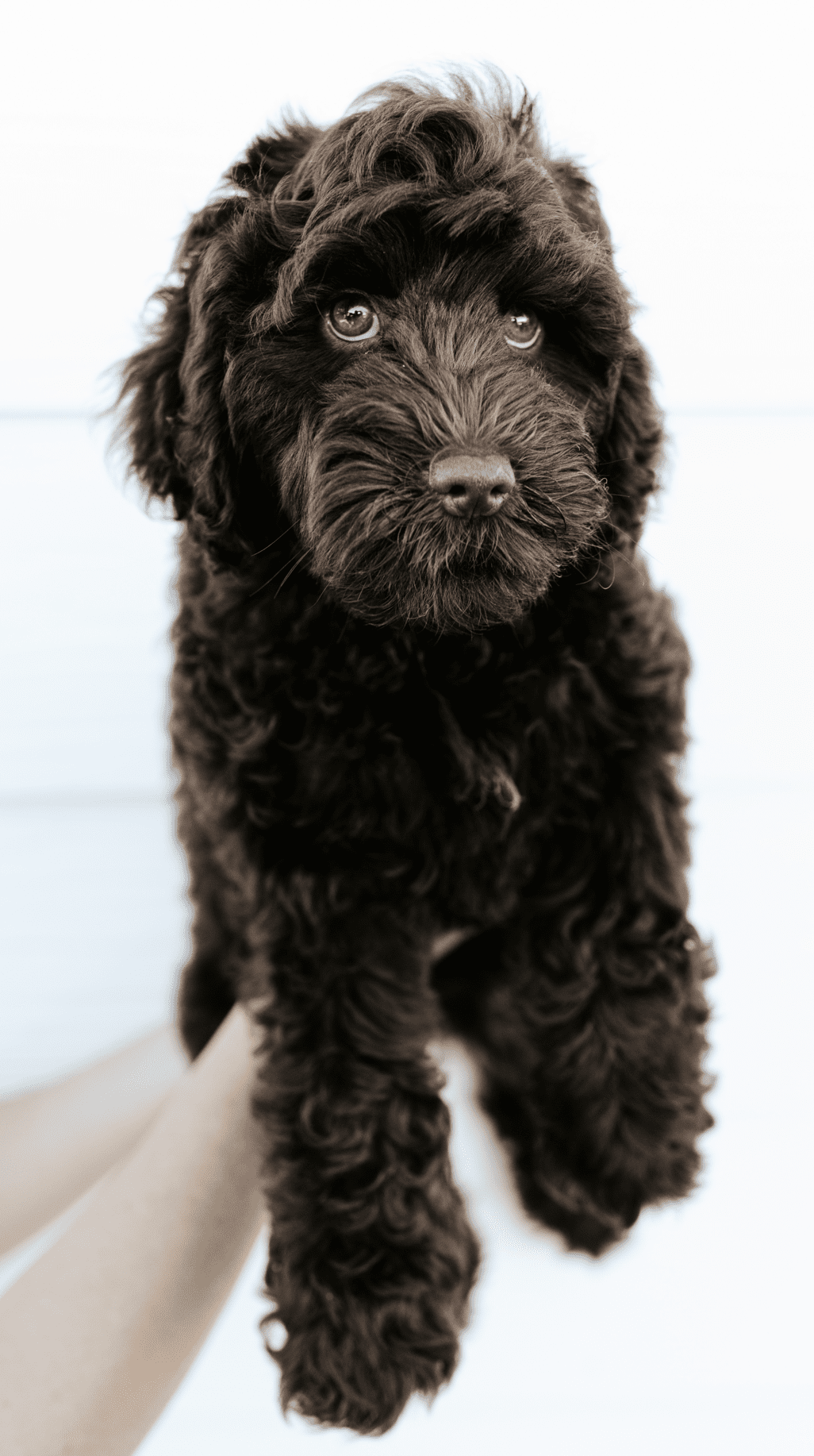 The Smeraglia Teddybear Goldendoodle is a beautiful black dog with a teddy bear-like face. They are allergy-friendly and make great pets.