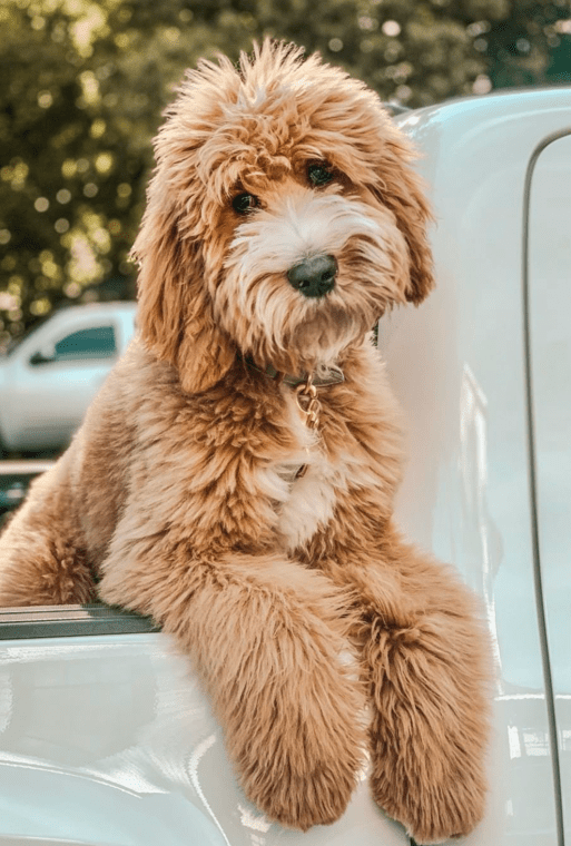 Raising Puppies: The First 2 Weeks - Timberidge Goldendoodles