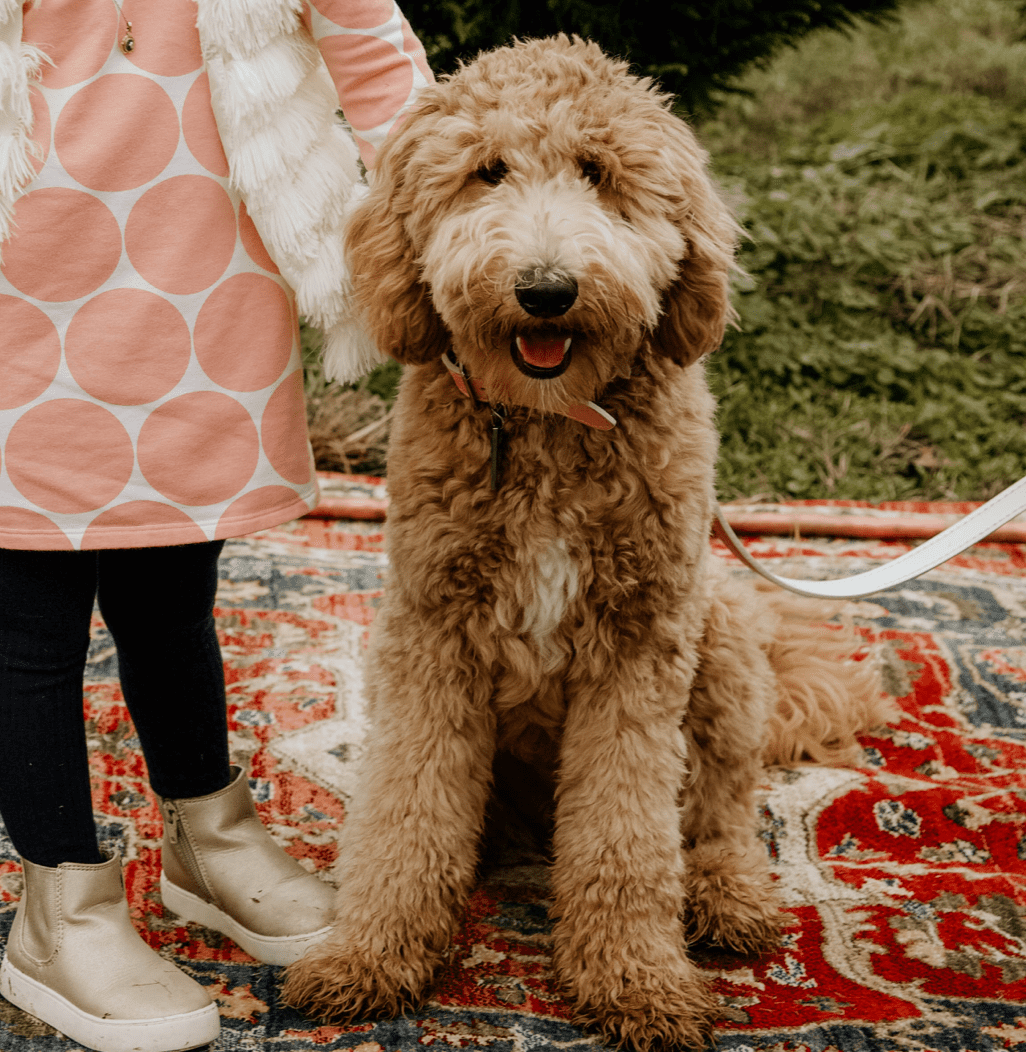 Companionship - Family - Teddy Bear Golden Doodles