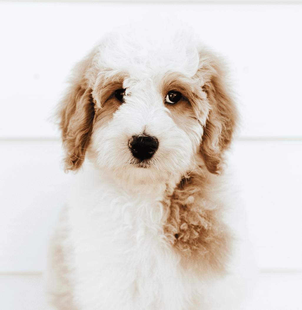 a red and white parti colored f1 goldendoodle puppy