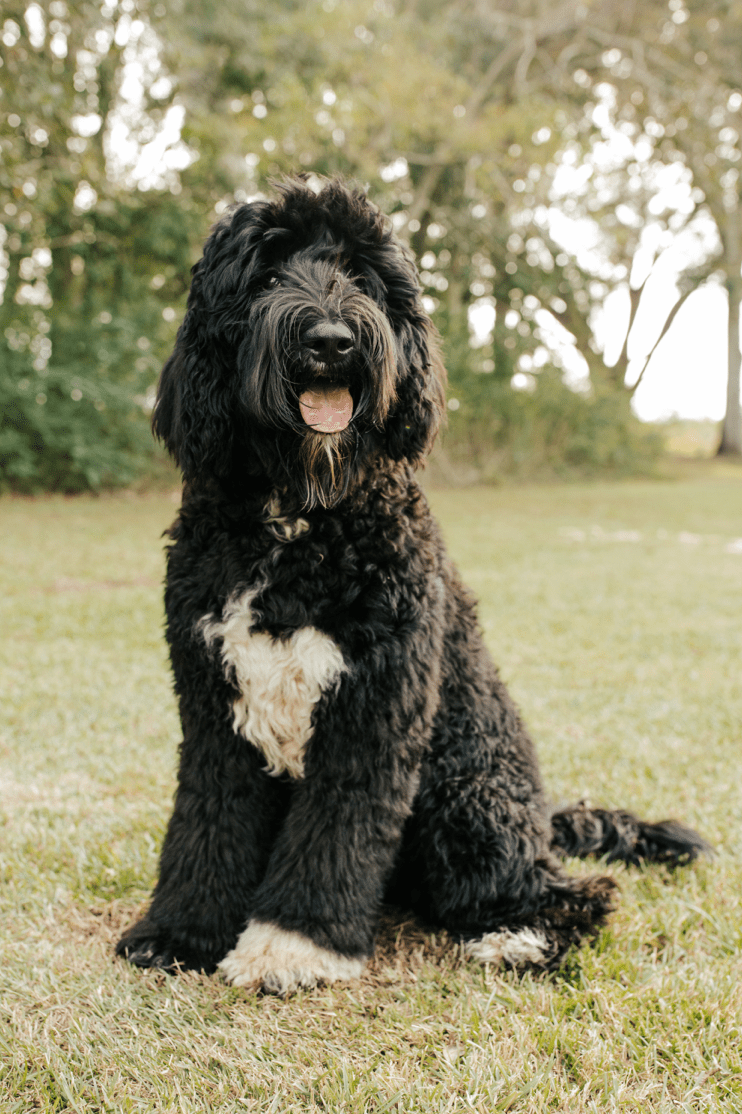 Our black Smeraglia Teddybear Twoodle is getting training to become a service therapy dog. They are perfect for those with allergies, as they are allergy-friendly.