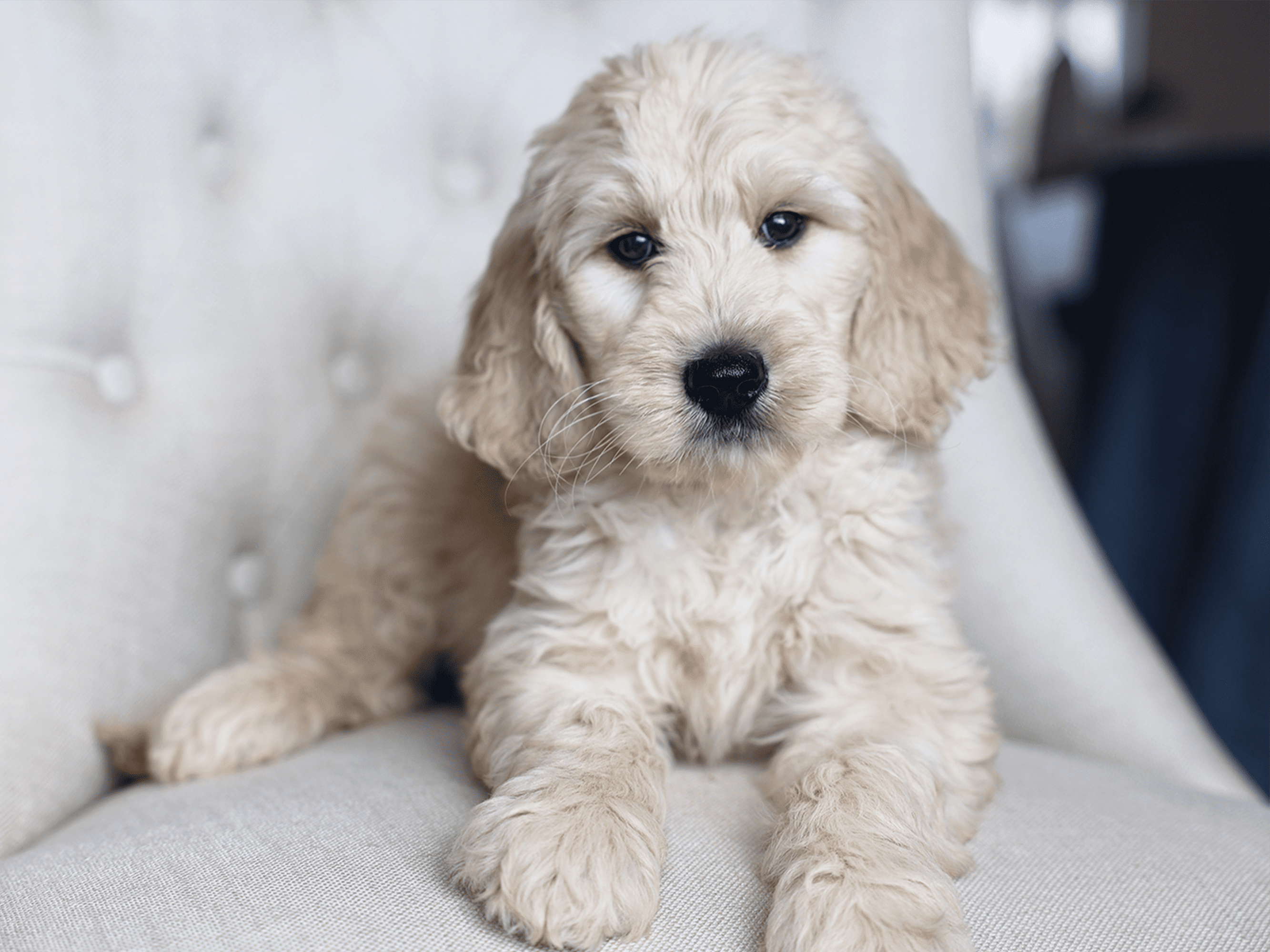 Companionship - Family - Teddy Bear Golden Doodles