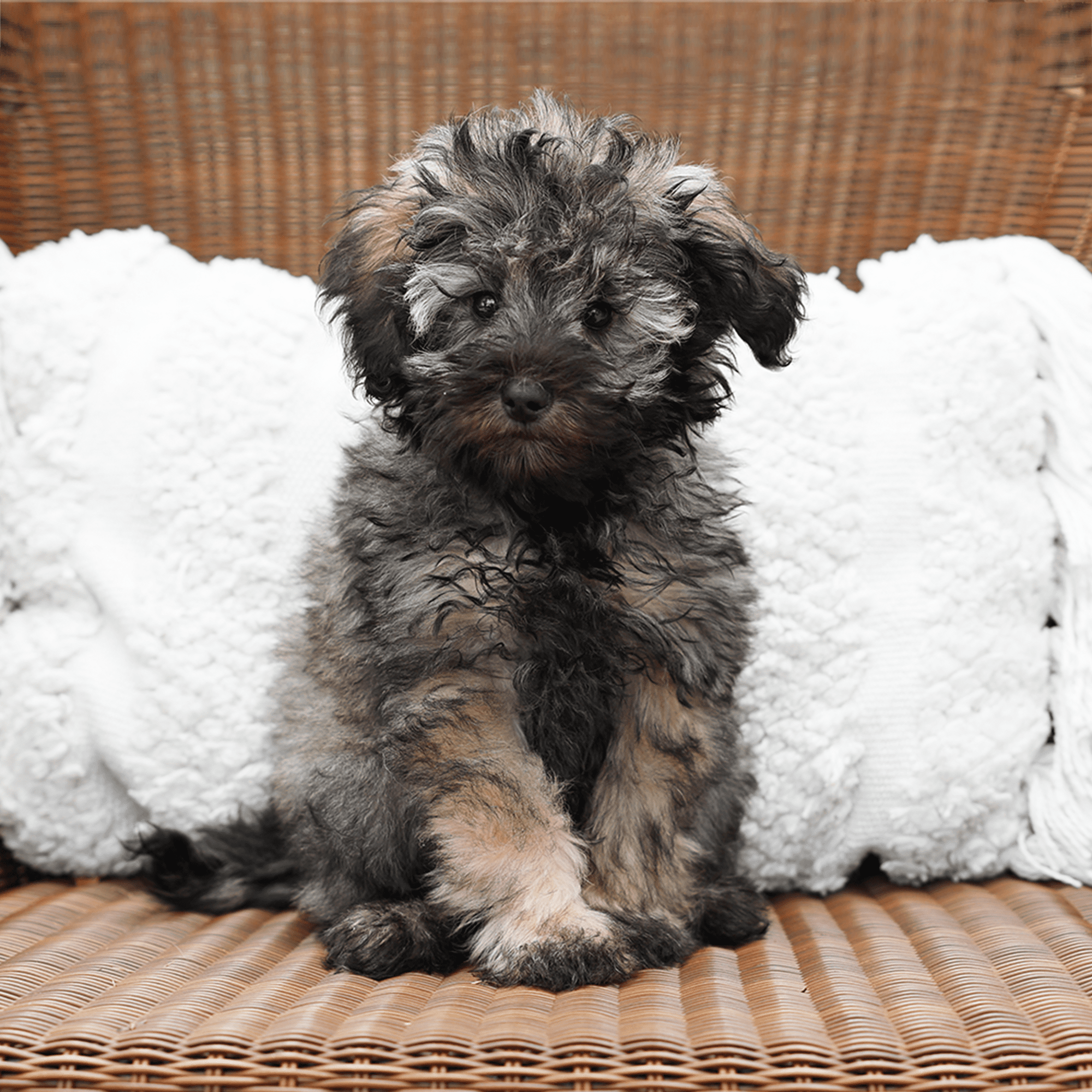 F2b goldendoodles for online sale near me