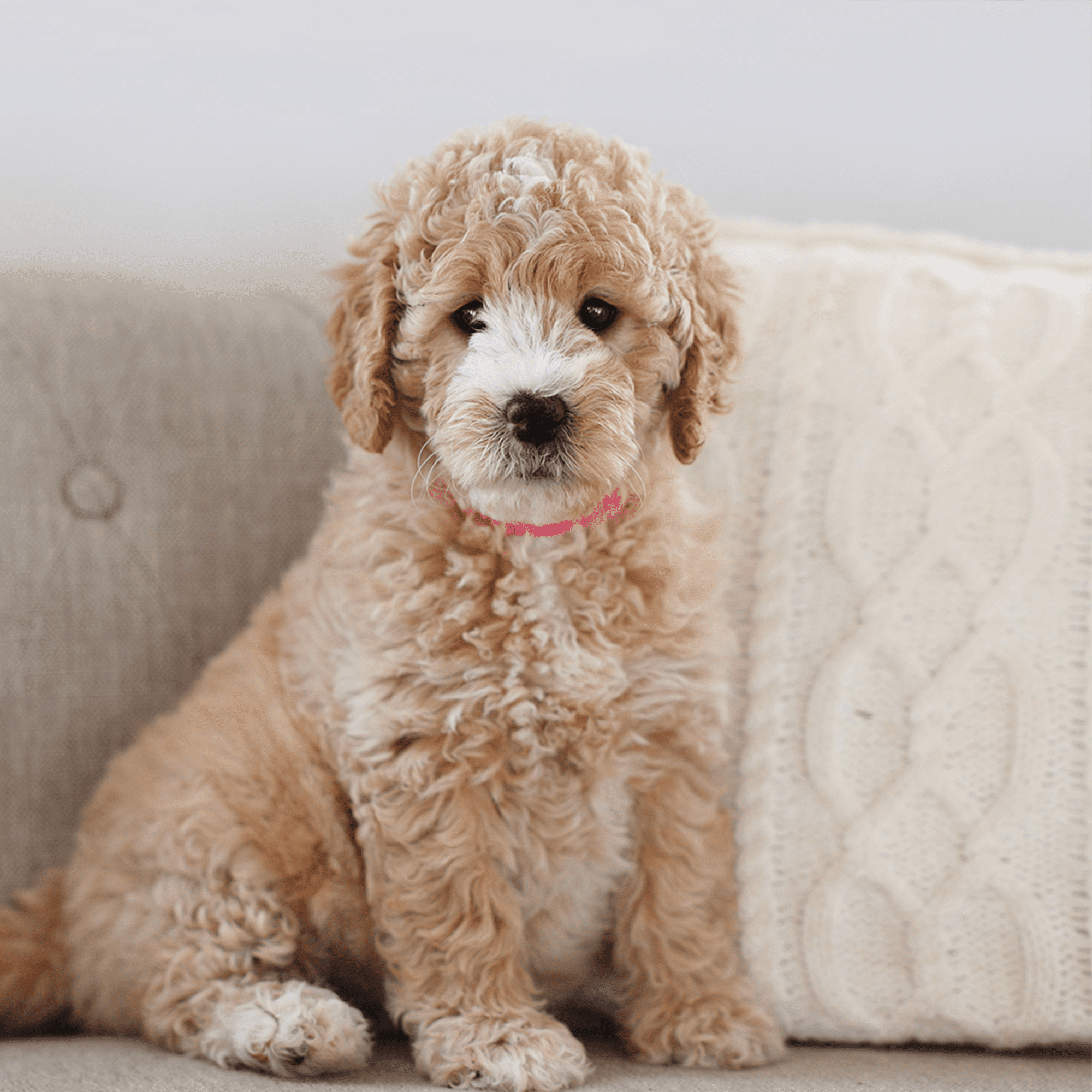 Tan and white F1B goldendoodle puppy