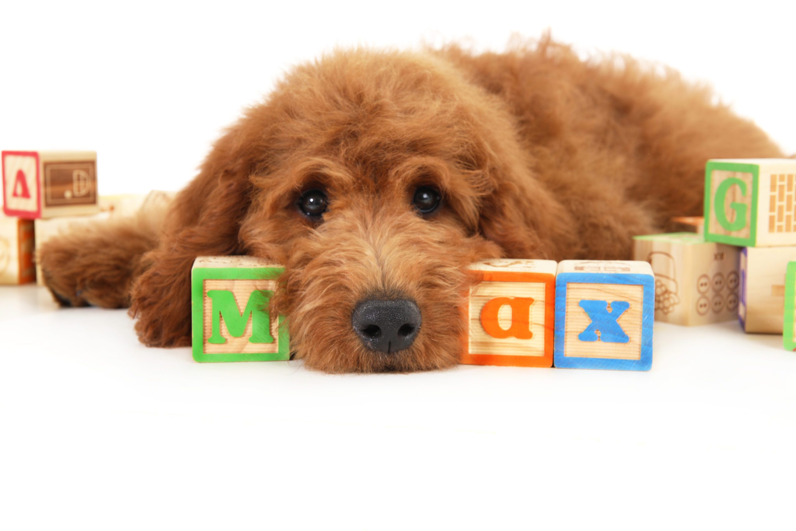 red goldendoodle puppy with baby blocks