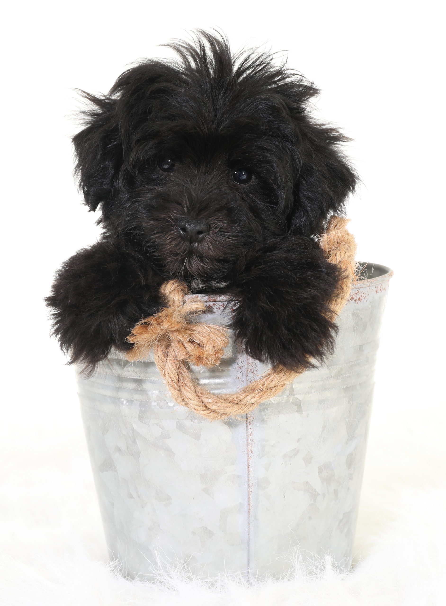 A black golden doodle puppy in a bucket for a photo shoot.