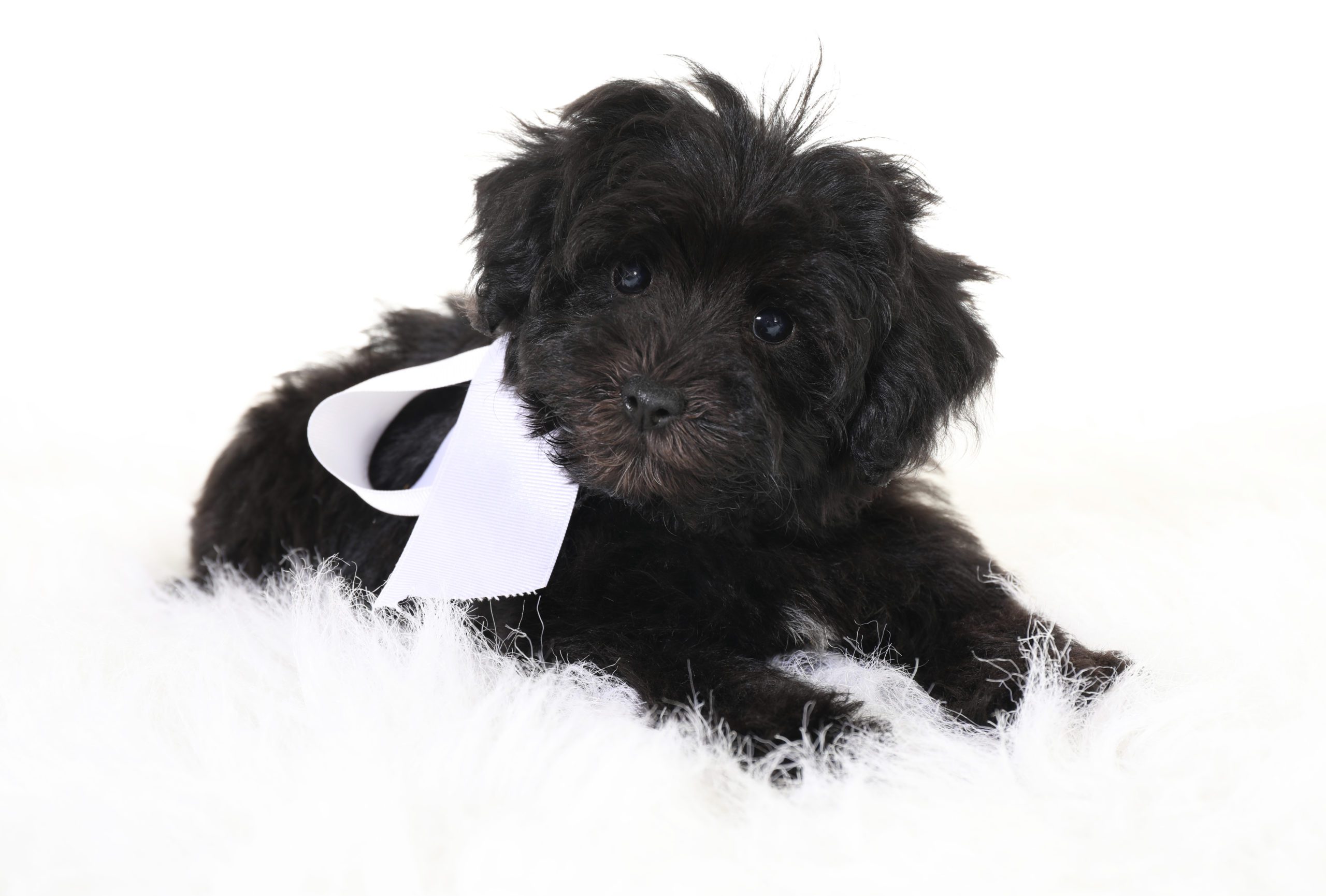 Black golden doodle puppies have the best temperament. They are also allergy friendly and hypoallergenic.