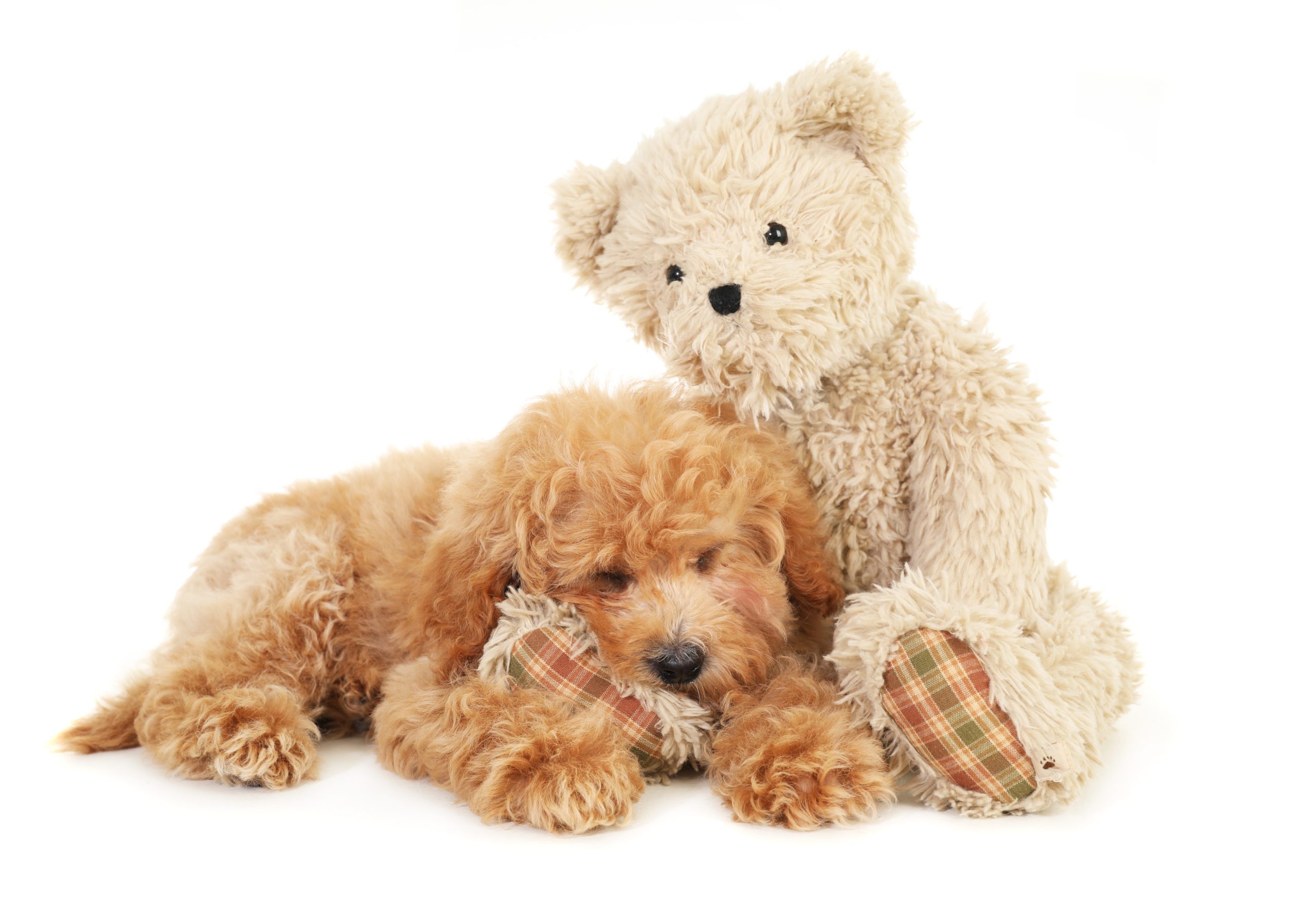 a sleepy goldendoodle puppy with a teddybear