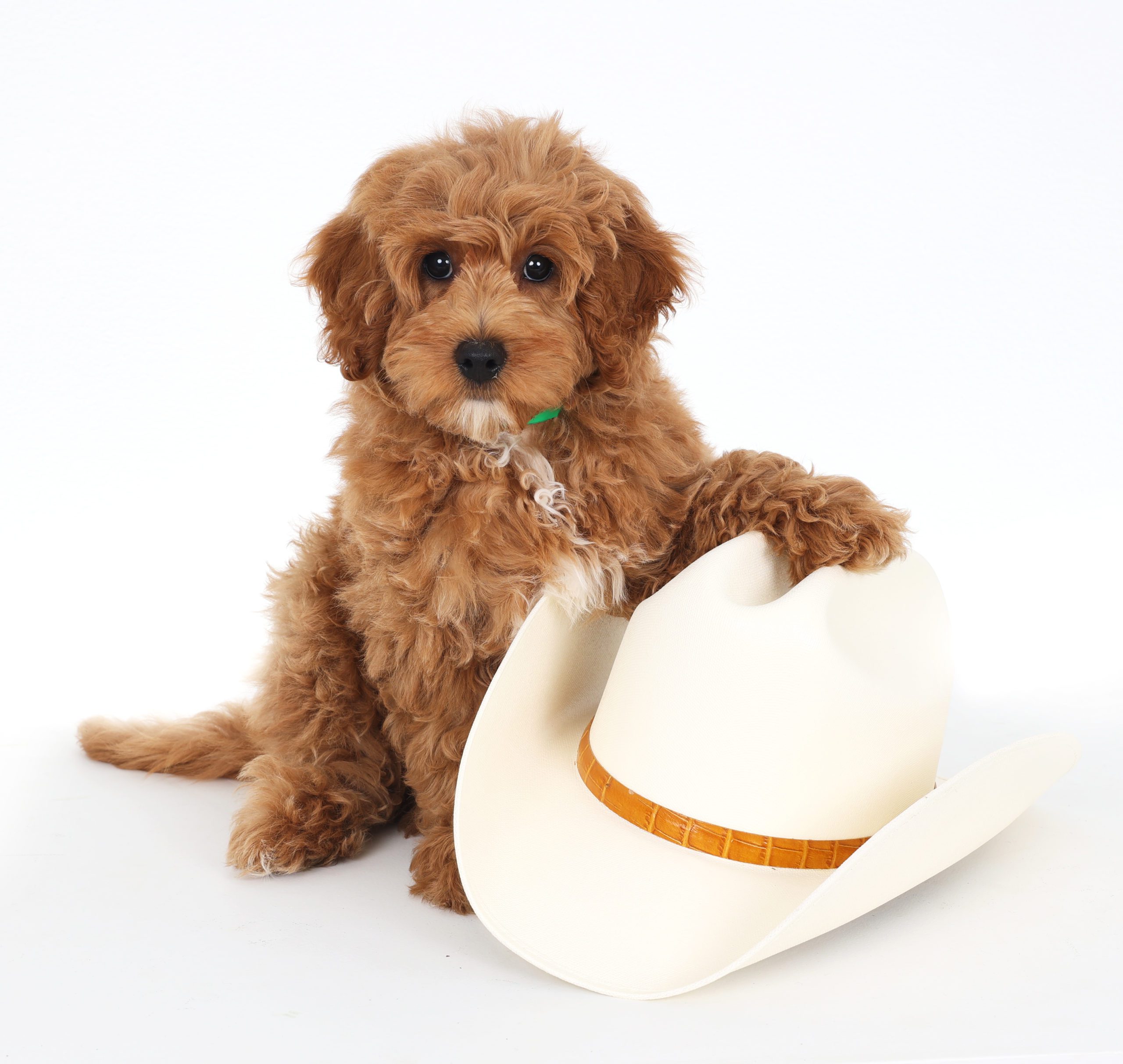a red goldendoodle puppy with cowboy hat