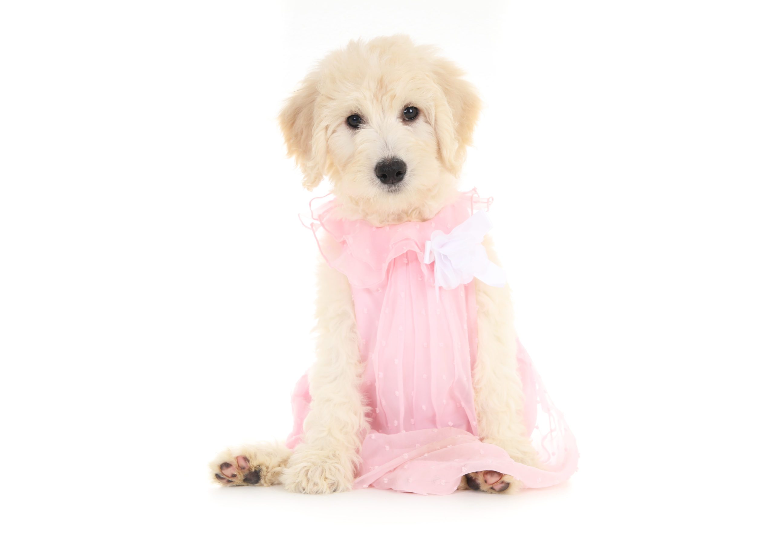 a goldendoodle puppy in a pink dress