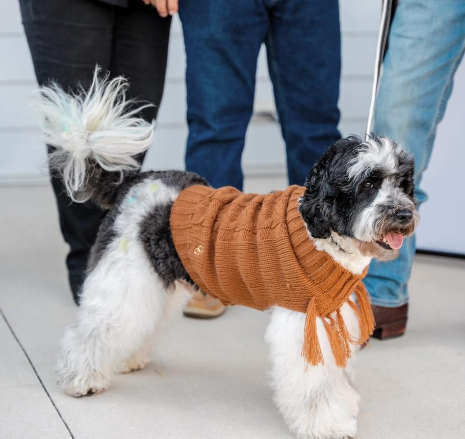 am miniature black and white teddybear twoodle in a sweater