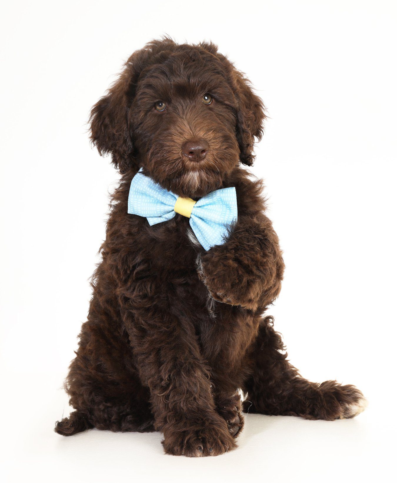 a chocolate goldendoodle with a blue bowtie on