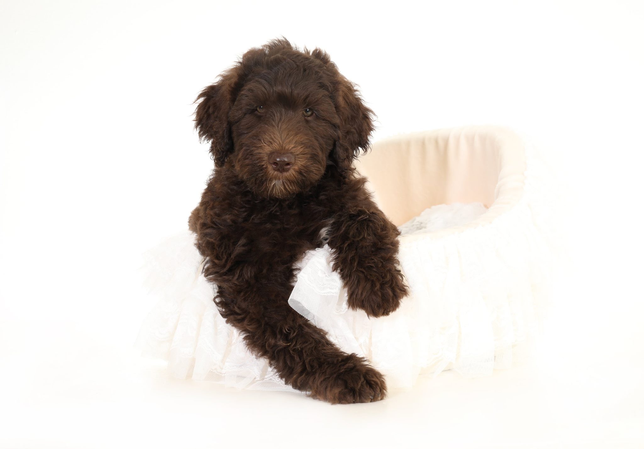 example of a chocolate goldendoodle with a chocolate nose