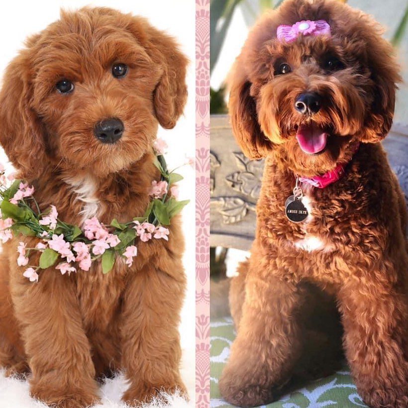 The Goldendoodle is a mix between a Golden Retriever and a Poodle. They are often called 