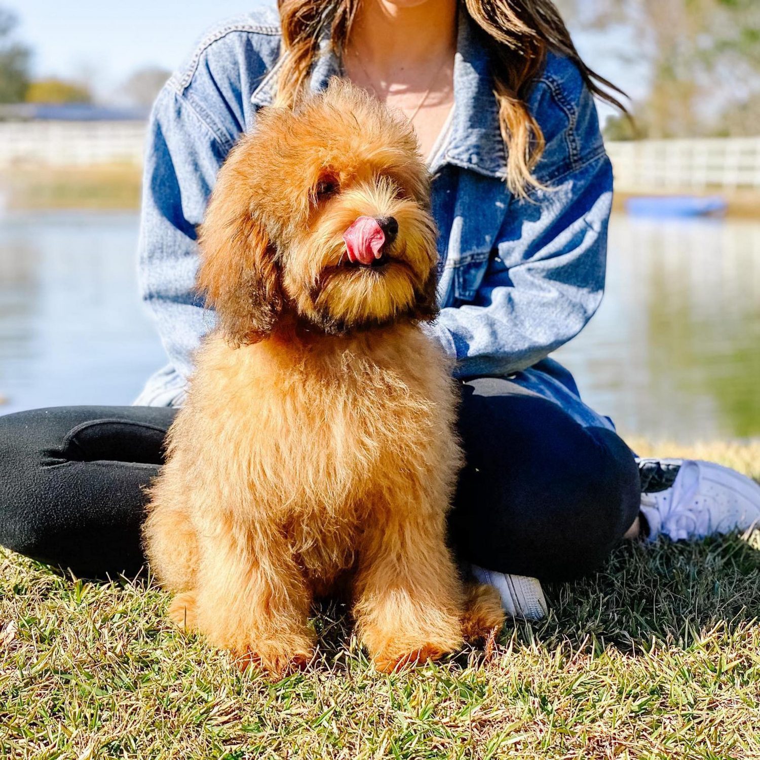 The F1BB Goldendoodle is an affectionate, intelligent, and even-tempered dog that is always eager to please. They make great family pets and are excellent with children.