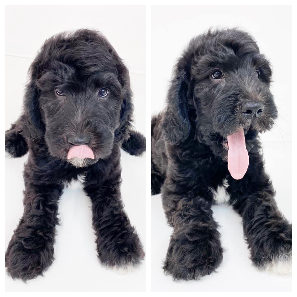 Here's an example of what black goldendoodles look like when side-by-side. As you can see, they have a beautiful, glossy coat that is perfect for cuddling!