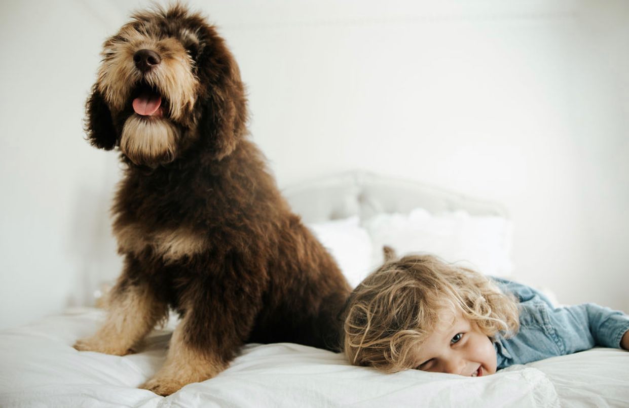 miniature f1b chocolate and tan English teddy bear golden doodle with little boy