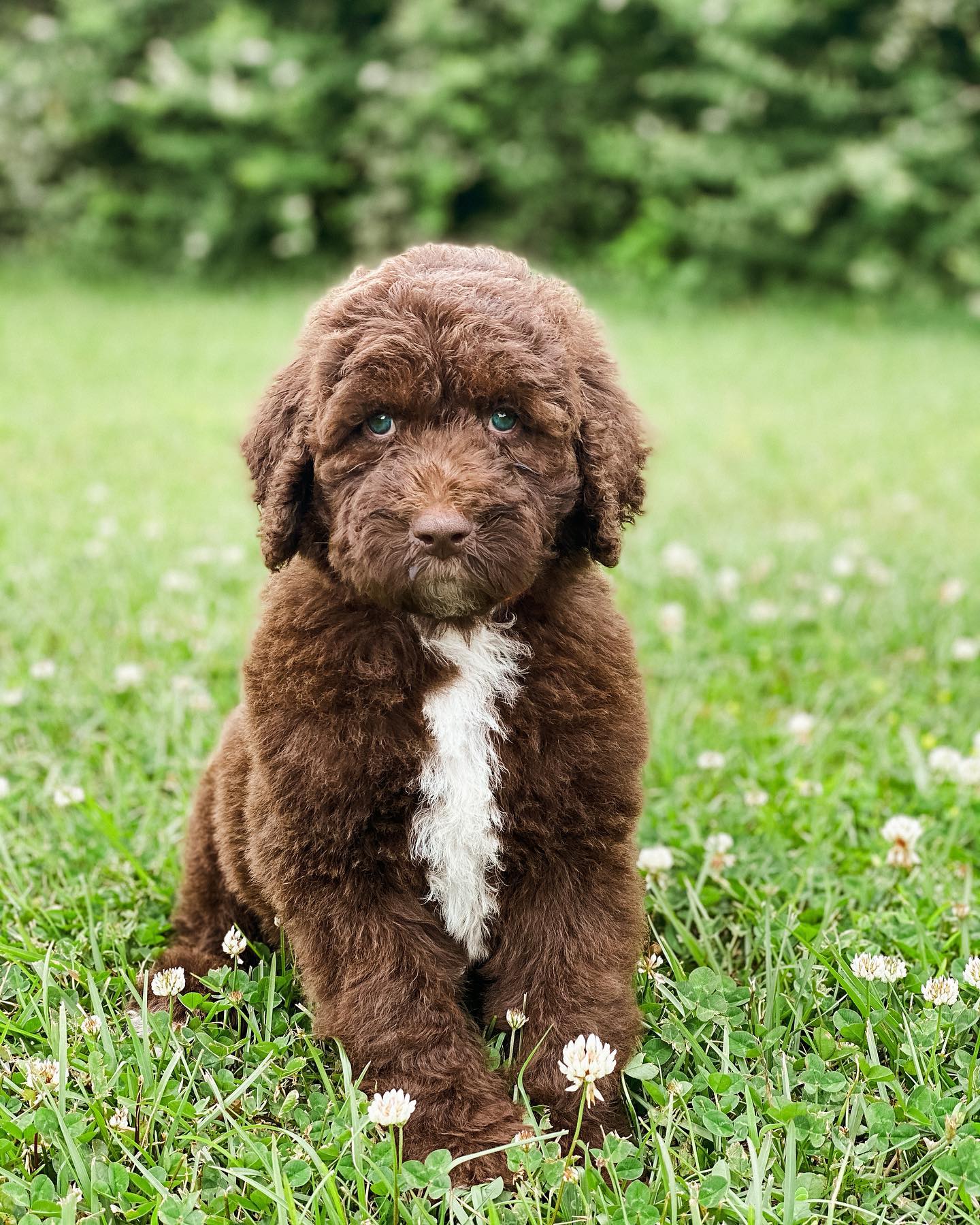 beautiful mini chocolate f1b English teddybear golden doodle in green grass