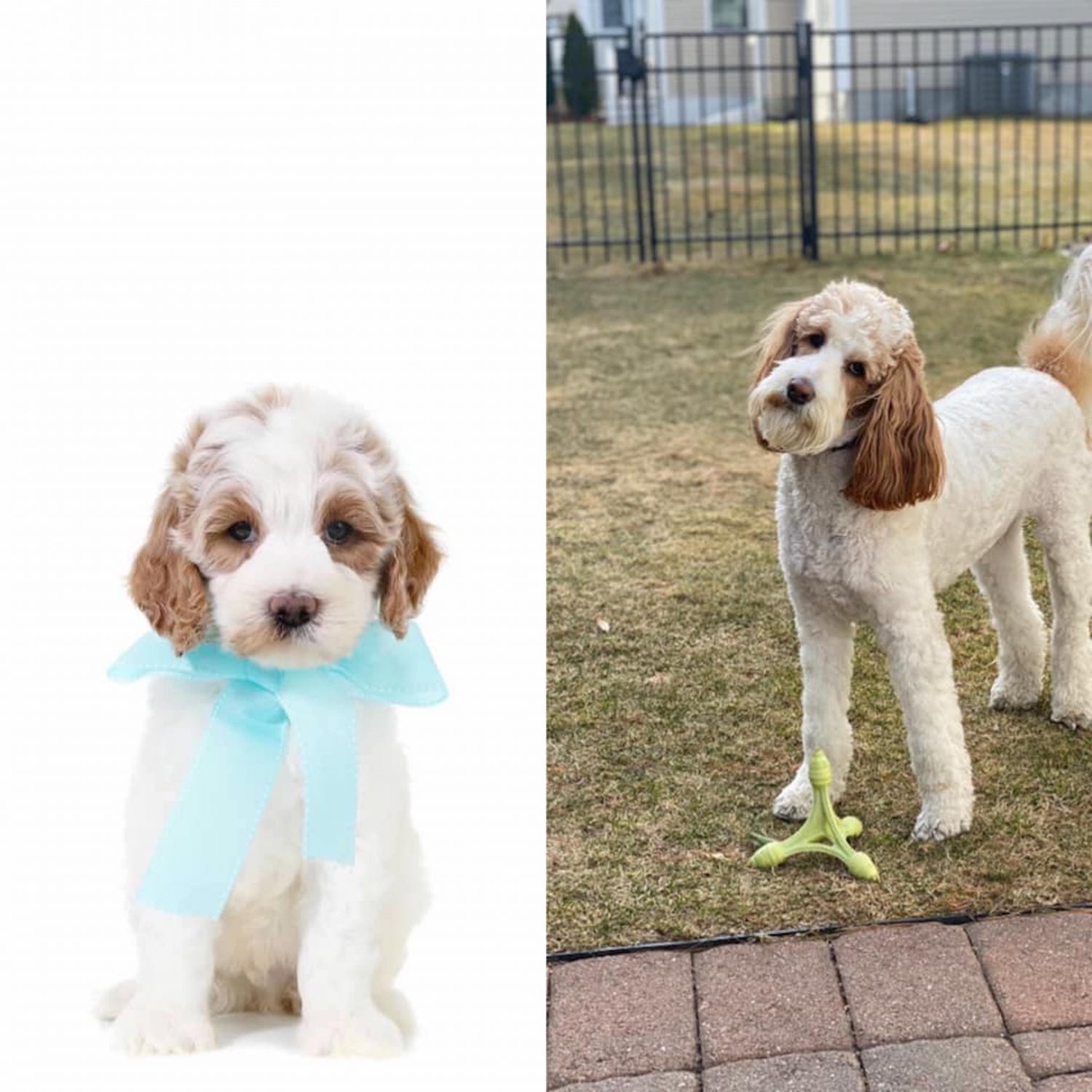 F1BB Goldendoodle is considered to be non-allergenic and make great family pets. This image shows the development of a Goldendoodle over time, from a puppy to a mature dog.