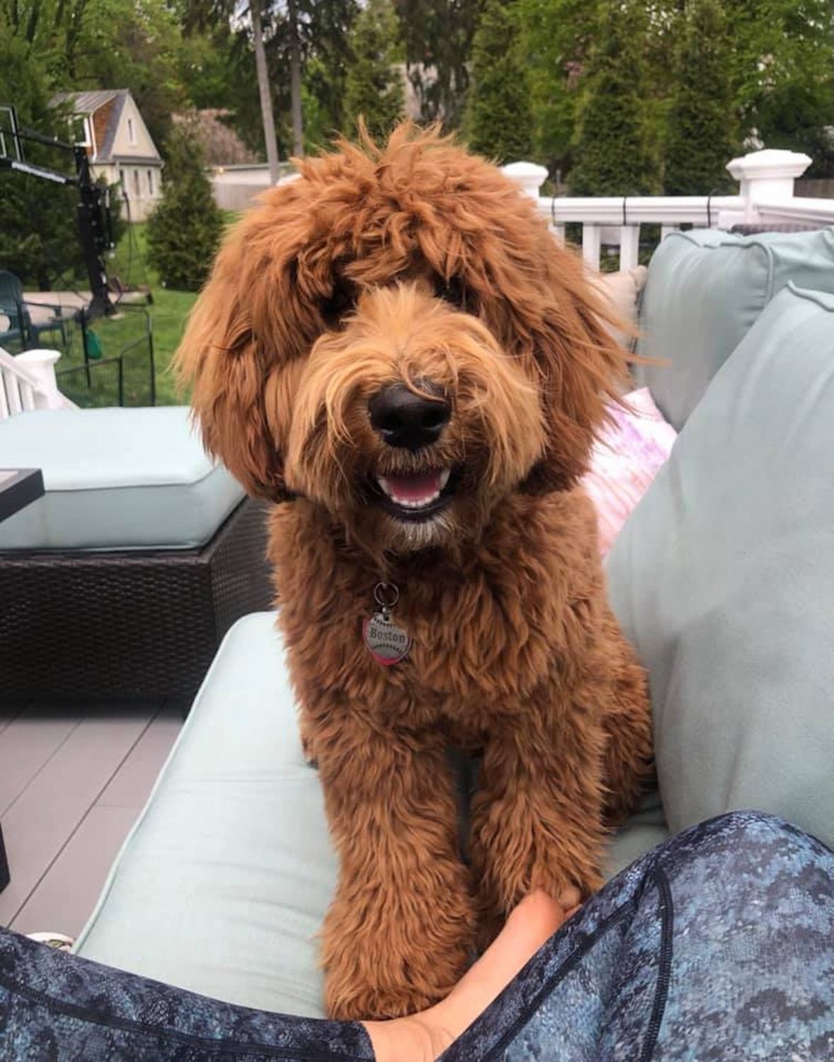 The F1BB golden doodle is a great choice for families with allergies. This breed is hypoallergenic, which means it doesn't produce as much of the dander that can trigger allergic reactions.