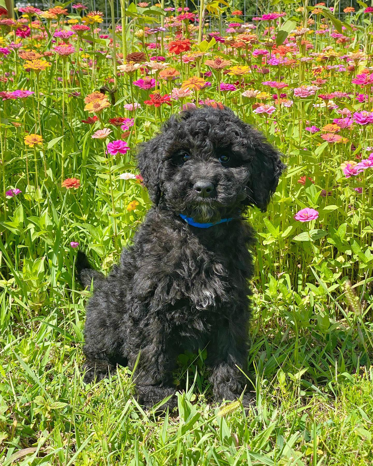 A black golden doodle in a field of flowers.