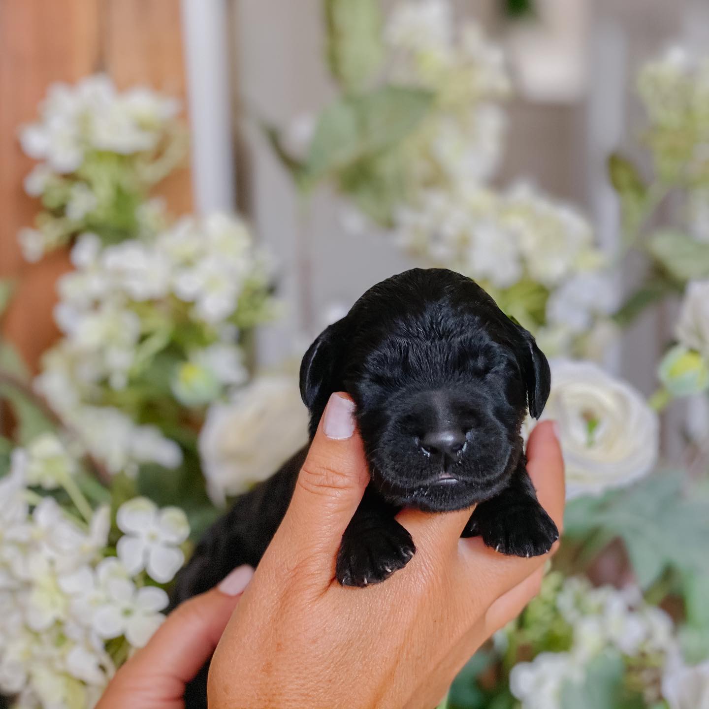 The black newborn goldendoodle puppy is so adorable with its soft fur and big eyes. It's hard to believe that this little ball of fluff will grow up to be a big, strong dog.