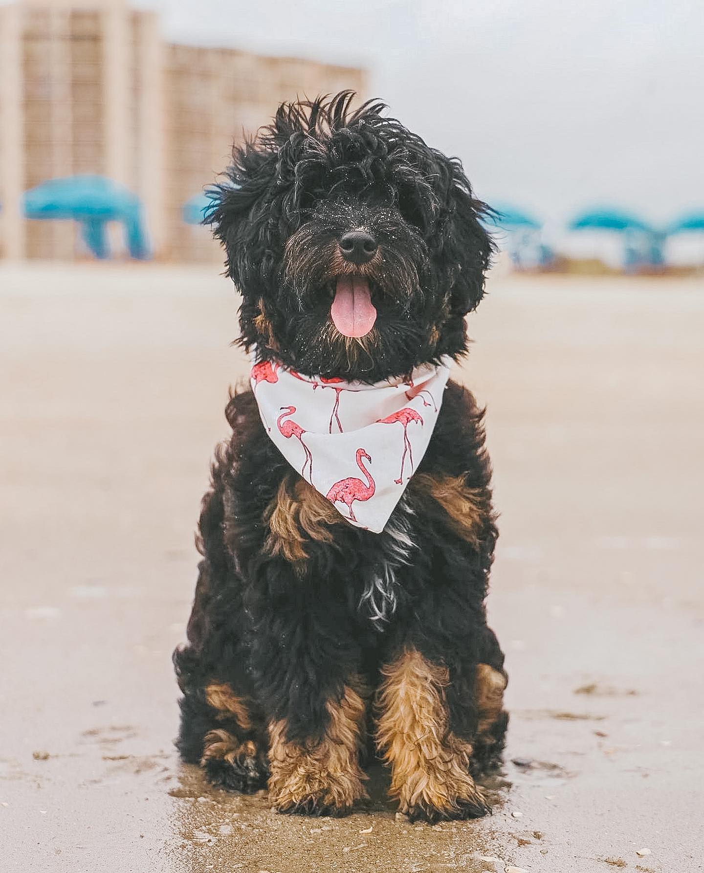 The Wookie golden doodle on the beach wearing a bandanna is a sight to behold! His fur is so shiny in the sun and his bandanna matched perfectly with his outfit. This heroic dog is sure to make all beach goers smile.