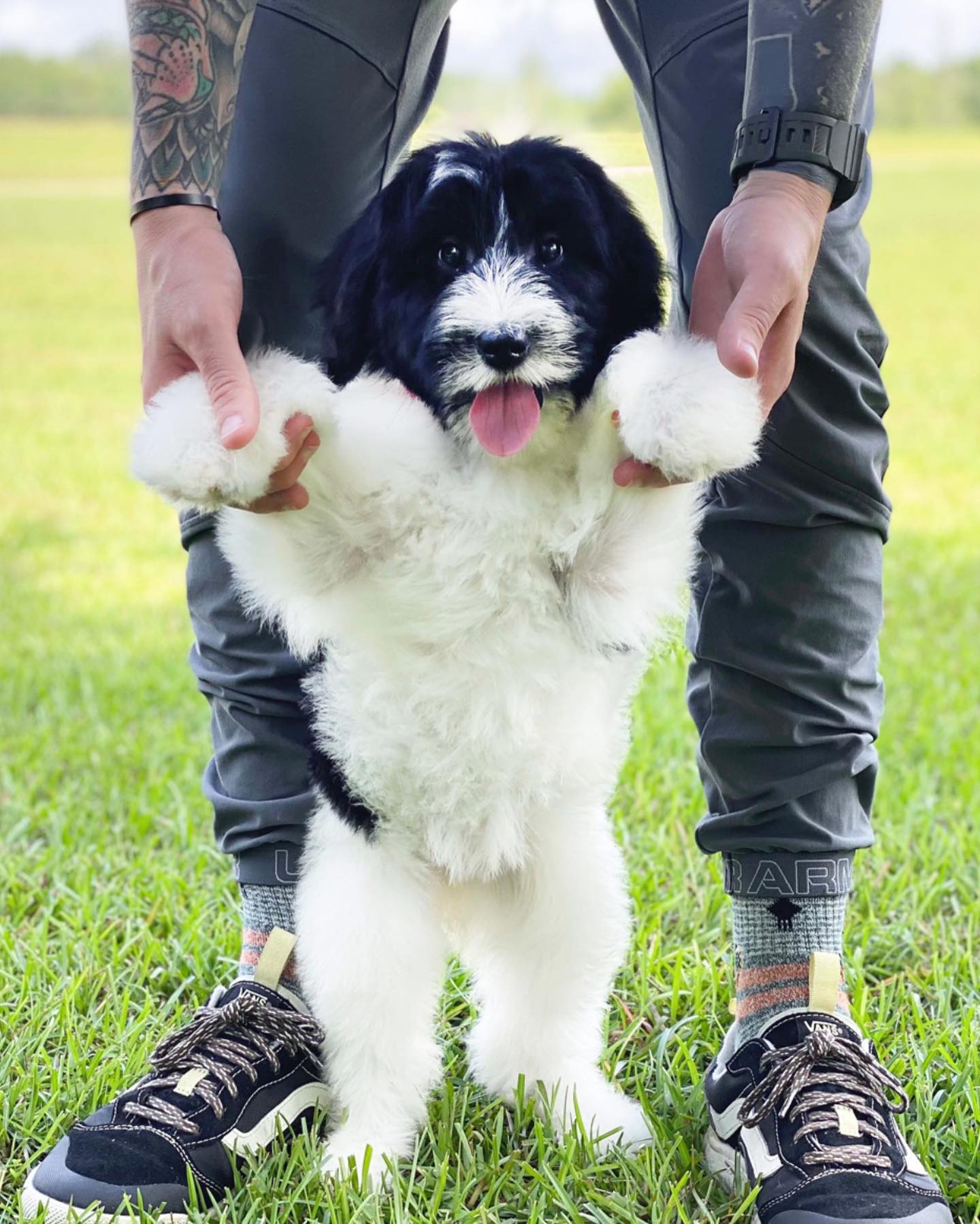 Black and white parti golden doodles are one of a kind. They are a doodle breed that is a mix of two different colors. They are also one of the most popular breeds, because they are so beautiful and unique.