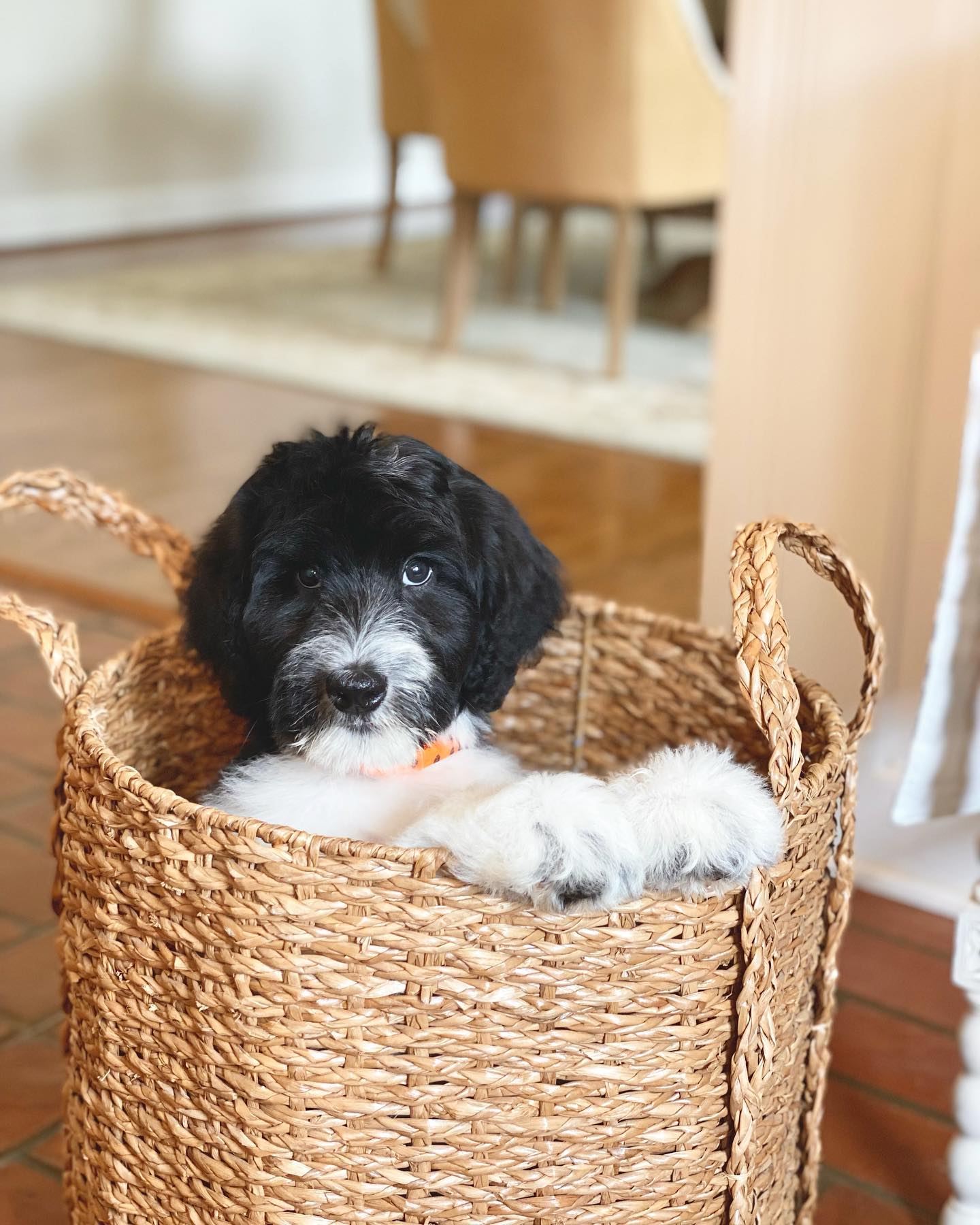 A black and white parti golden doodle relaxes in a basket.