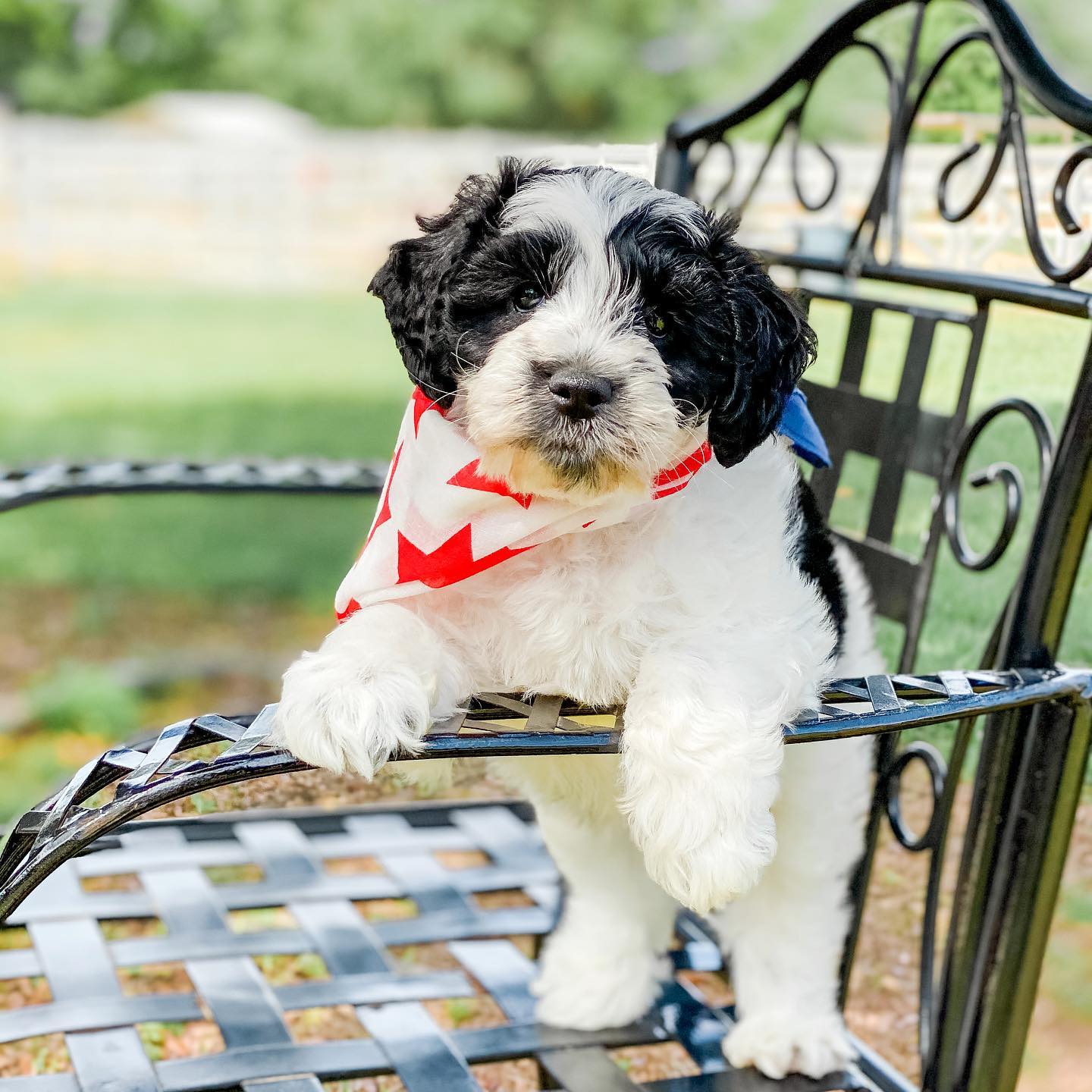 Parti color goldendoodles are beautiful dogs that are black and white. They are a mix of a golden retriever and a poodle, and they are often very friendly and good with children. They make great pets!