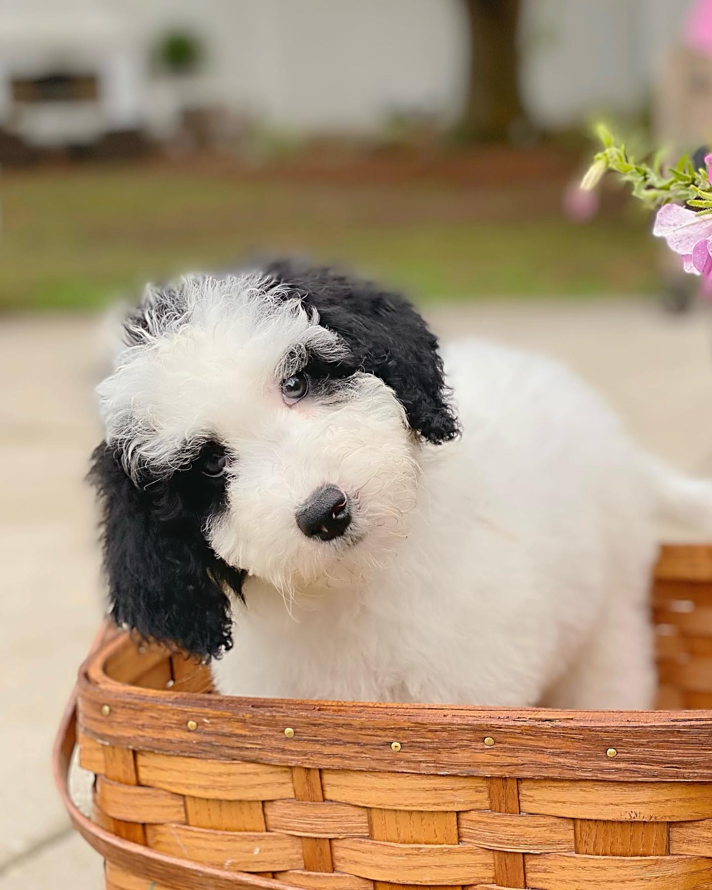 The black and white party golden doodle sitting in the basket is a cute and cuddly sight. This dog is obviously enjoying its time at the party, and its soft fur makes it a perfect candidate for a pet.