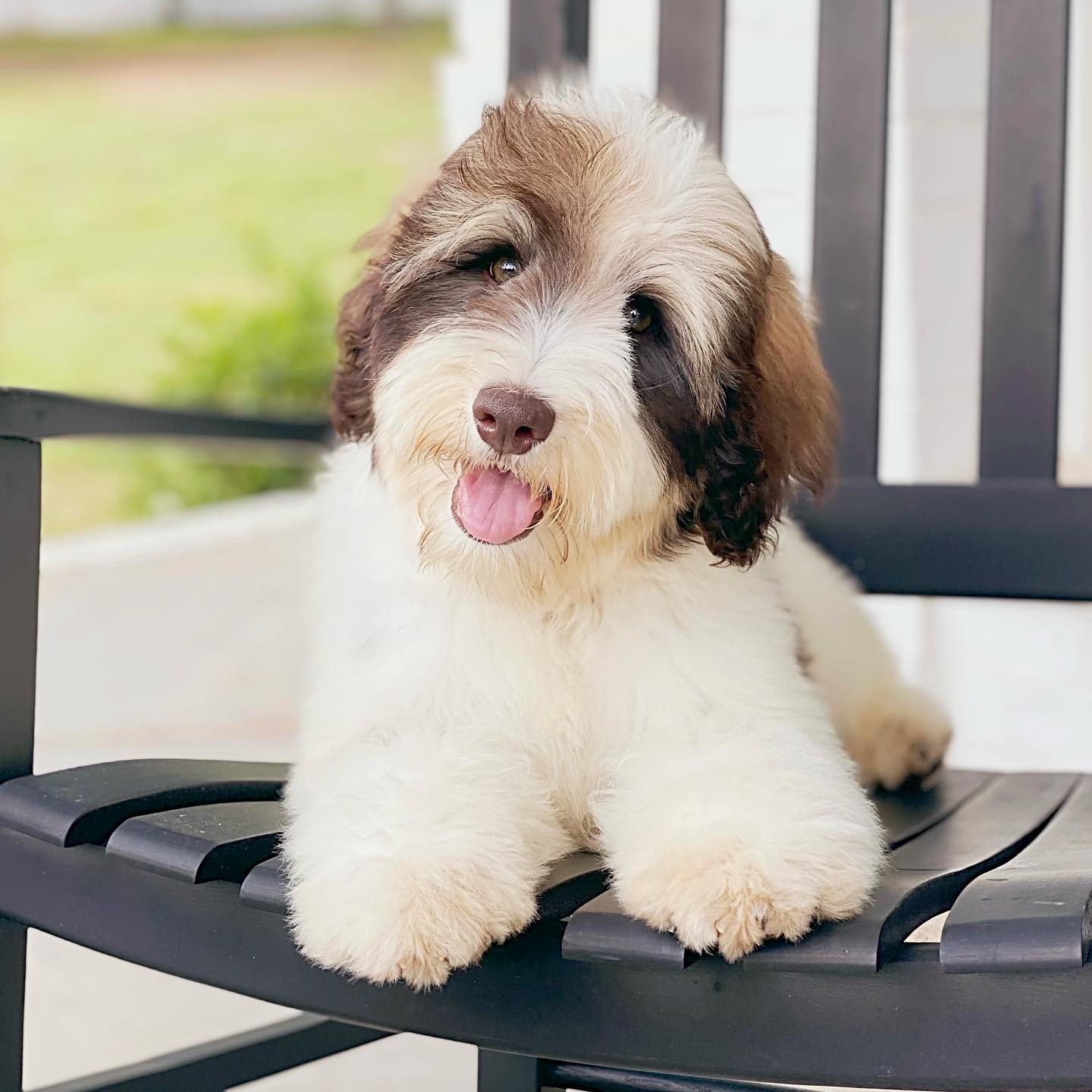 The wookie parti golden doodle is sitting in a chair and looks very comfortable. His soft fur is a beautiful white and brown pattern, and his big brown eyes seem to be looking right at you. He's clearly enjoying his relaxing moment!