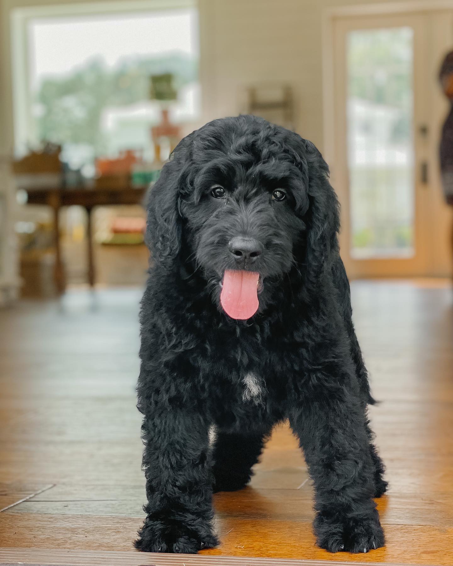 The Smeraglia Teddybear Goldendoodle is a black wavy coat golden doodle that is allergy-friendly and family-friendly. They make for cute puppies and even cuter mature adults.