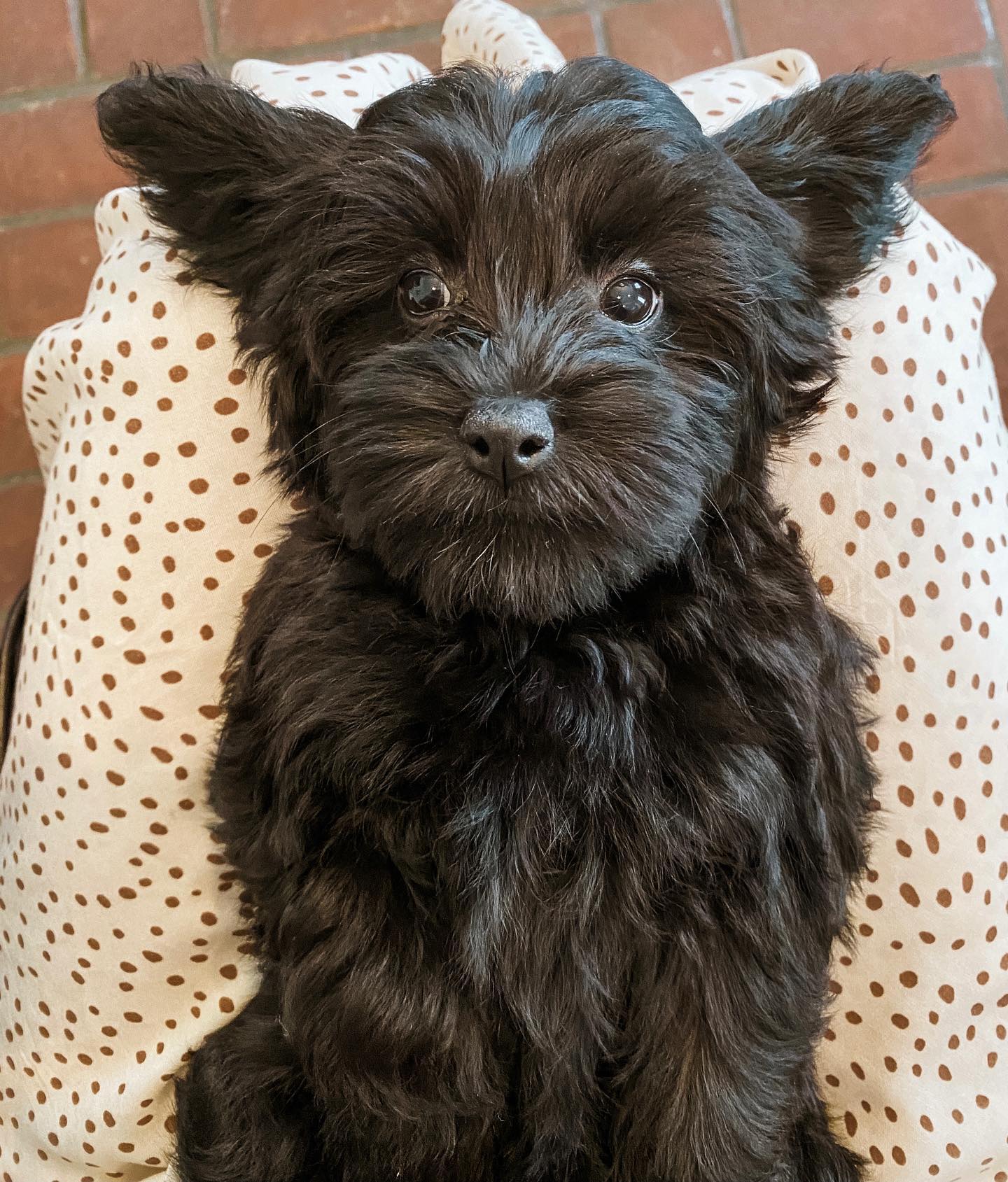 A black golden doodle puppy showing the personality and temperament of the golden doodle.