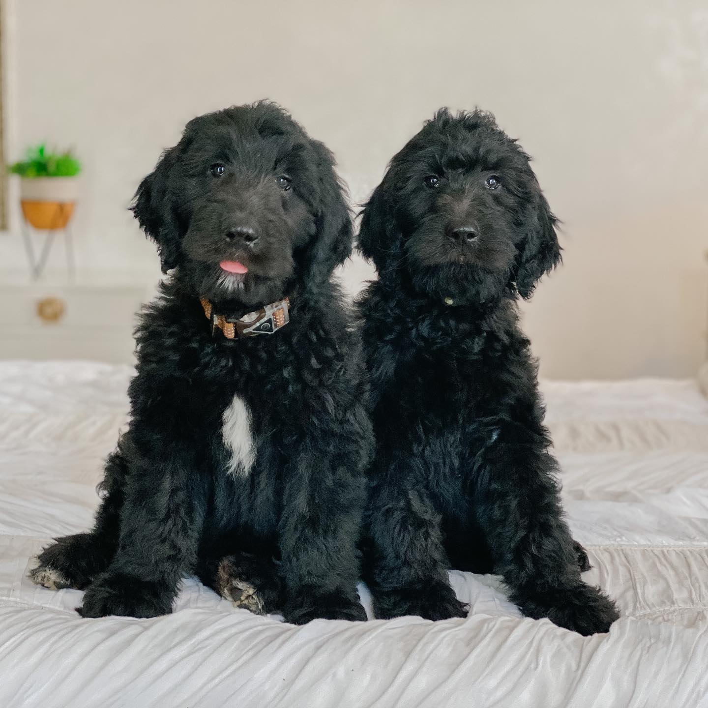 Two black golden doodle puppies sitting side-by-side on a bed. They are allergy friendly and family friendly.