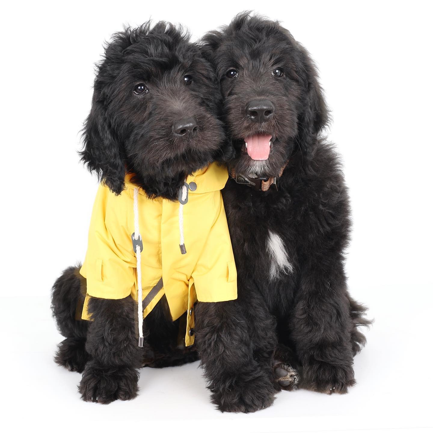 Two black golden doodles posing for the camera. Wen is wearing a rain jacket. The jacket can be purchased from Fletch&Lo