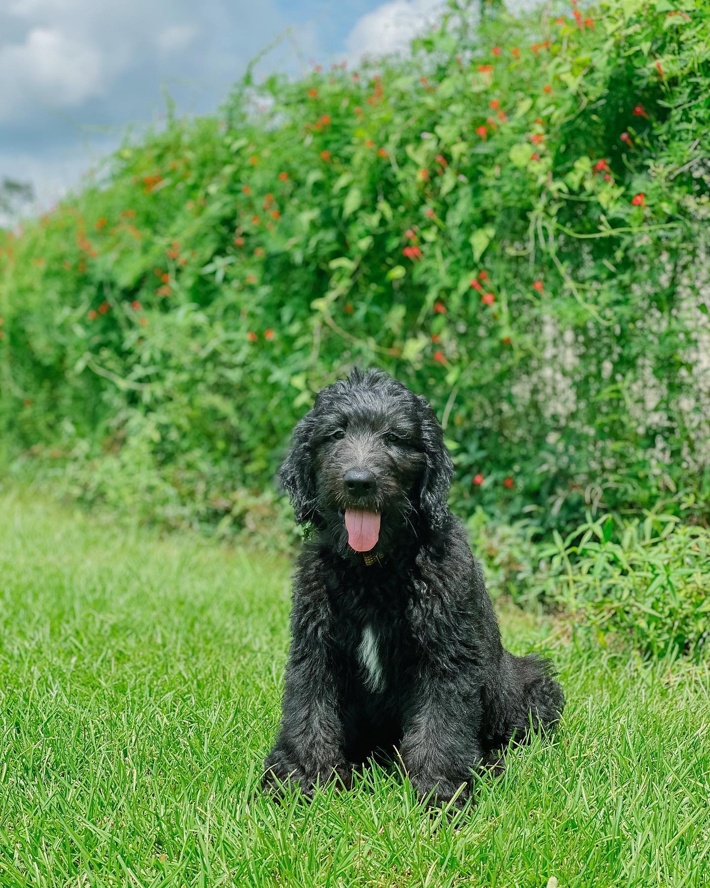 This is an image of a black golden doodle sitting in a field. These dogs are great for families with allergies, as they are allergy-friendly. They are also great for training, as they are very intelligent and easy to train.