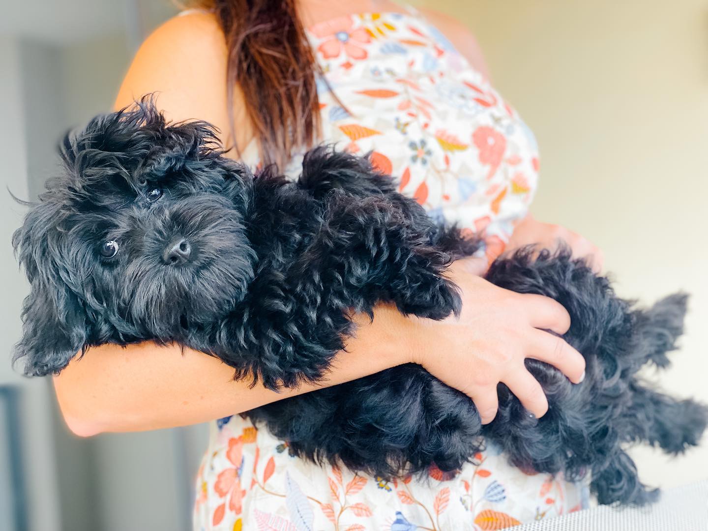 This will give you a glimpse of the black teddy bear goldendoodle being held by its owner. Their personality and temperament are amazing!