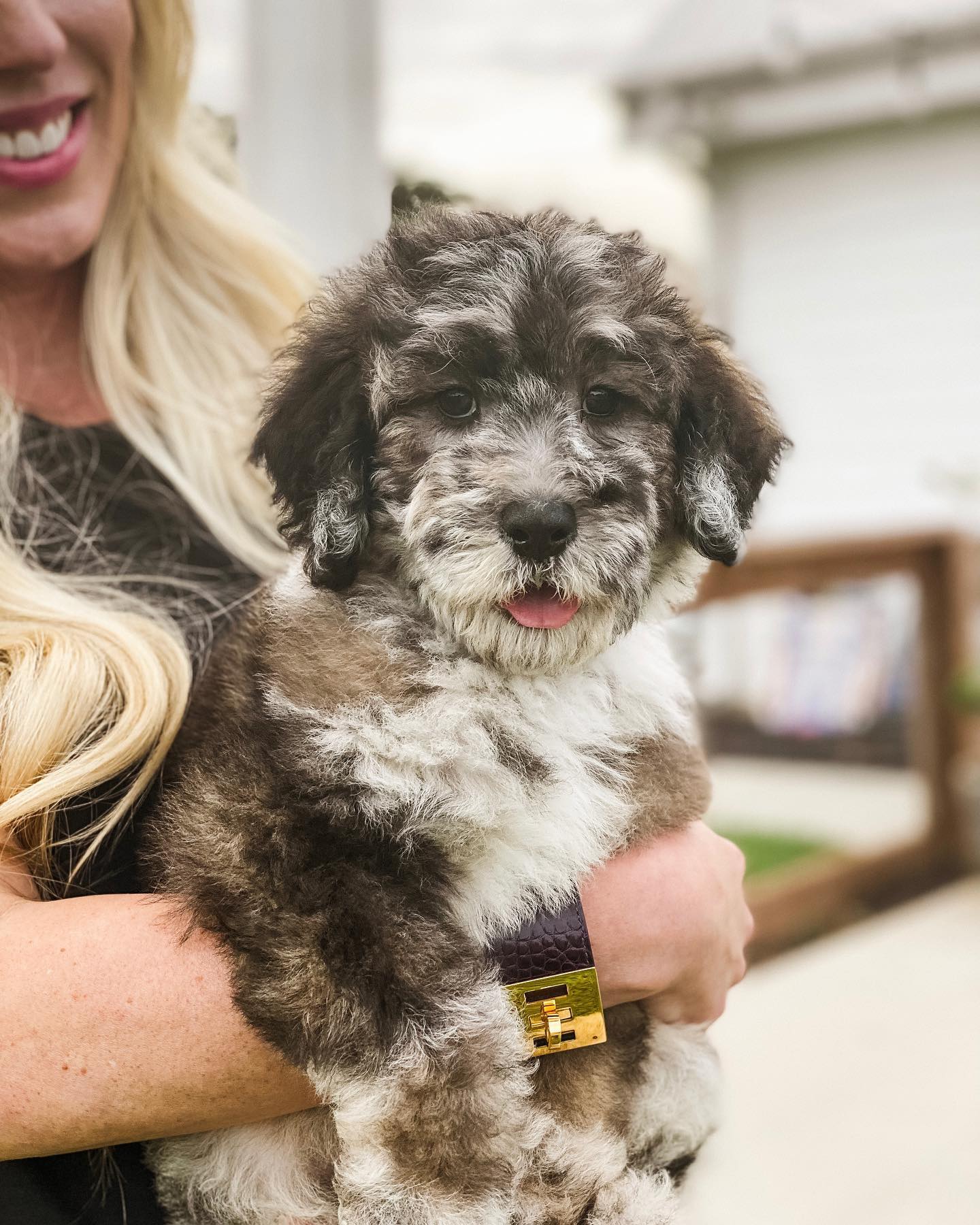 The incredibly rare spotted, wookie-parti golden doodle bred by Smeraglia teddy bear golden doodles is an amazing sight to behold! Its beautiful coat of fur is a mix of different shades of color, and it has adorable floppy ears that make it look like a teddy bear.