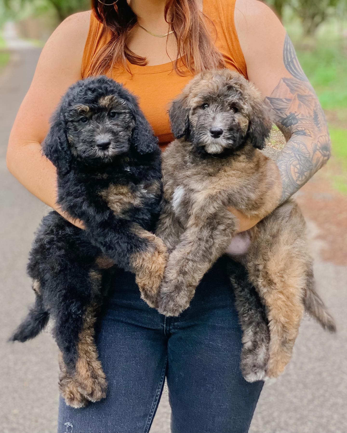 The image of Taylor holding Smeraglia teddy bear golden doodles rare puppies is a cute and heartwarming sight. The little puppies are precious, and it's clear that Taylor loves them dearly. You can get any of the rare-marked goldendoodles at Smeraglia Teddybear Goldendoodles